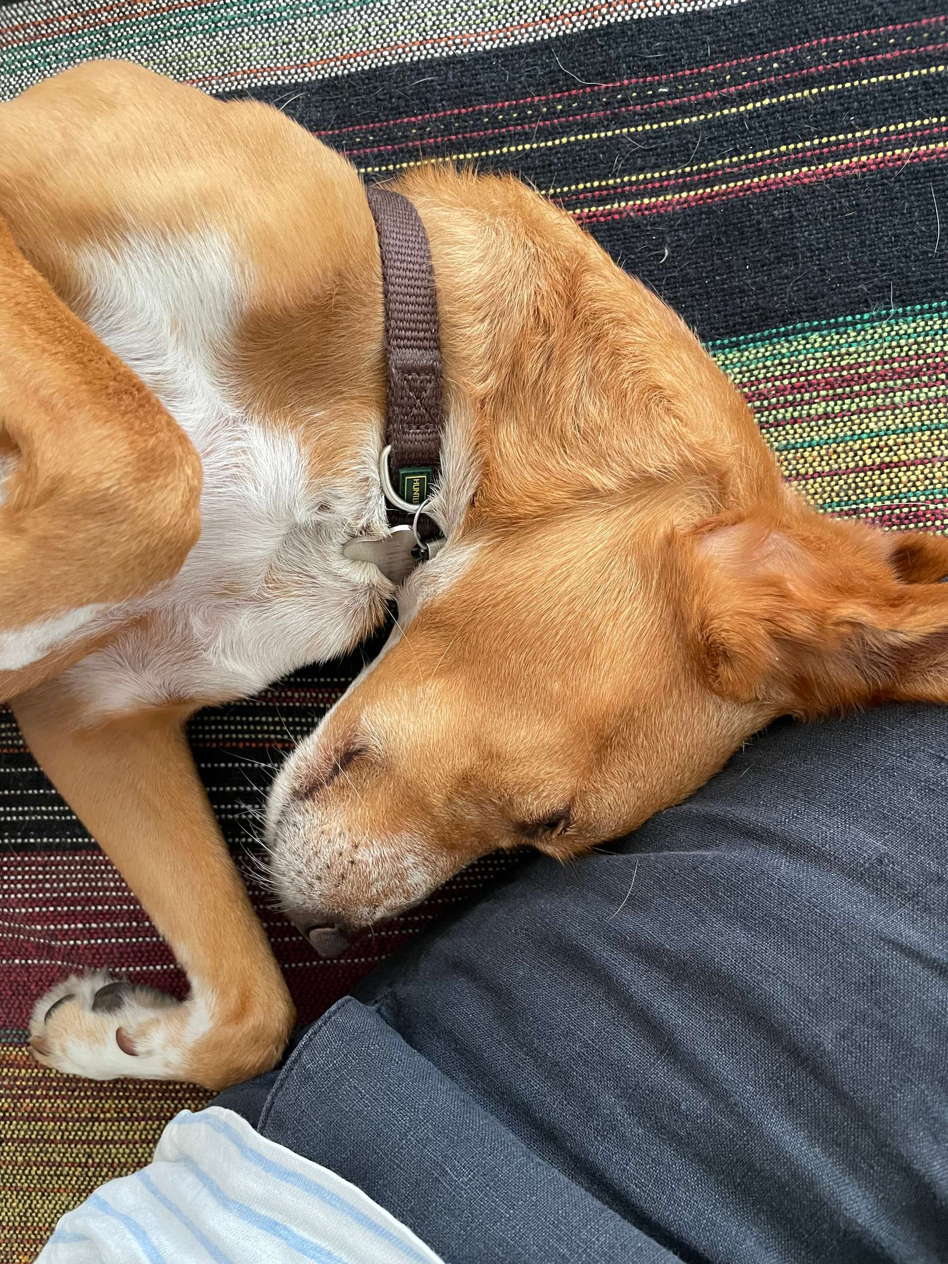 a dog leaning against a leg, sleeping