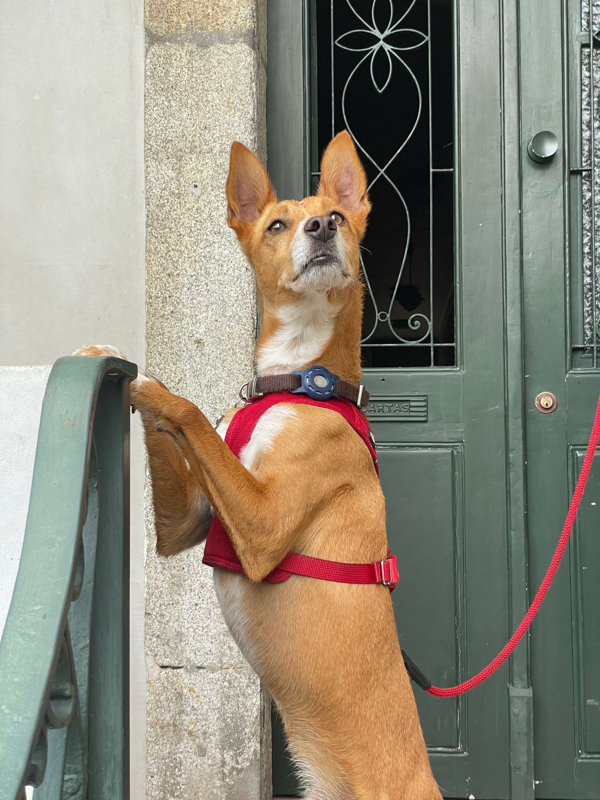 a dog standing, looking almost noble, but ridiculous